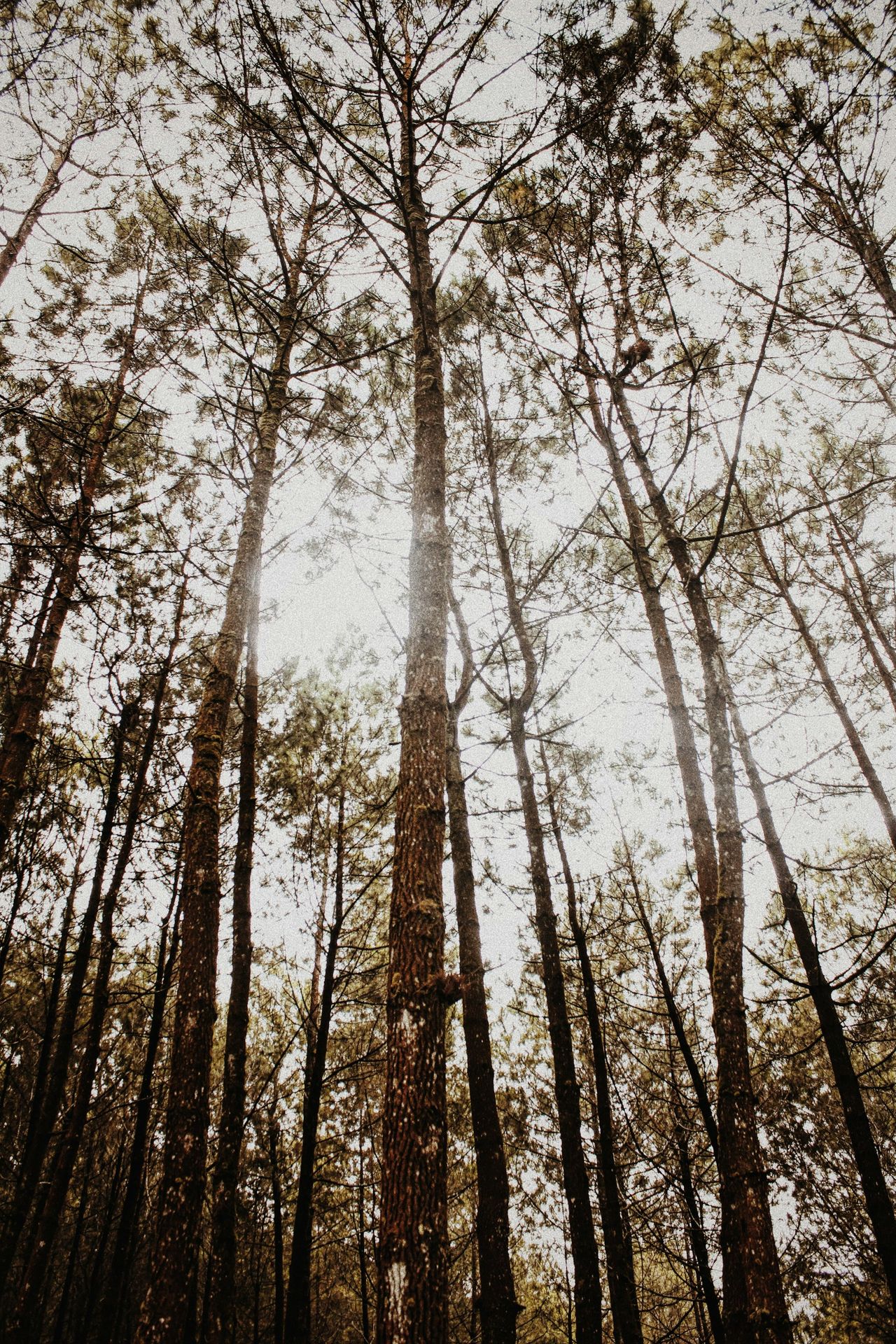 brown trees under white sky during daytime